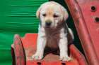 Labrador retriever puppies Art Print
